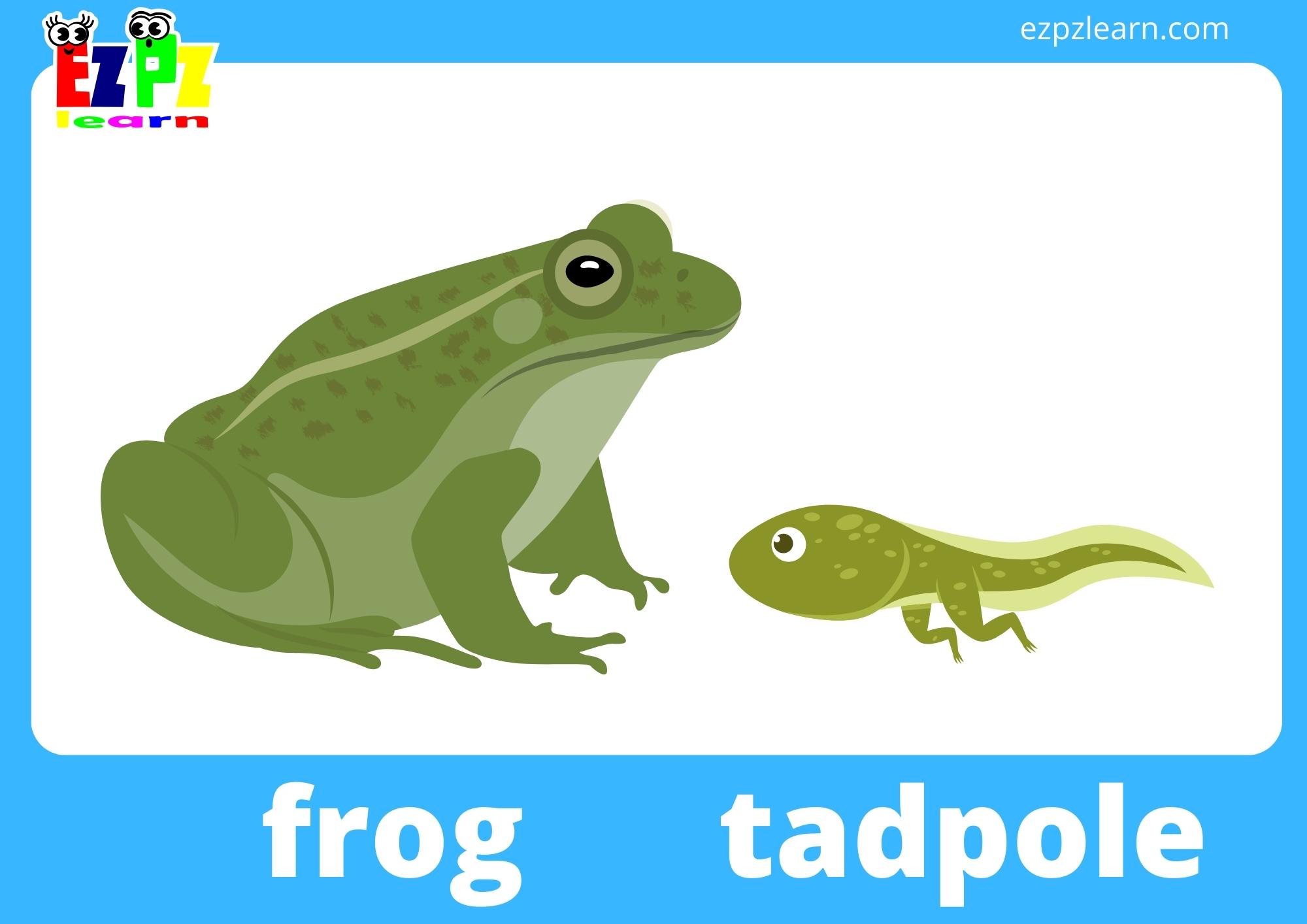frog and tadpole